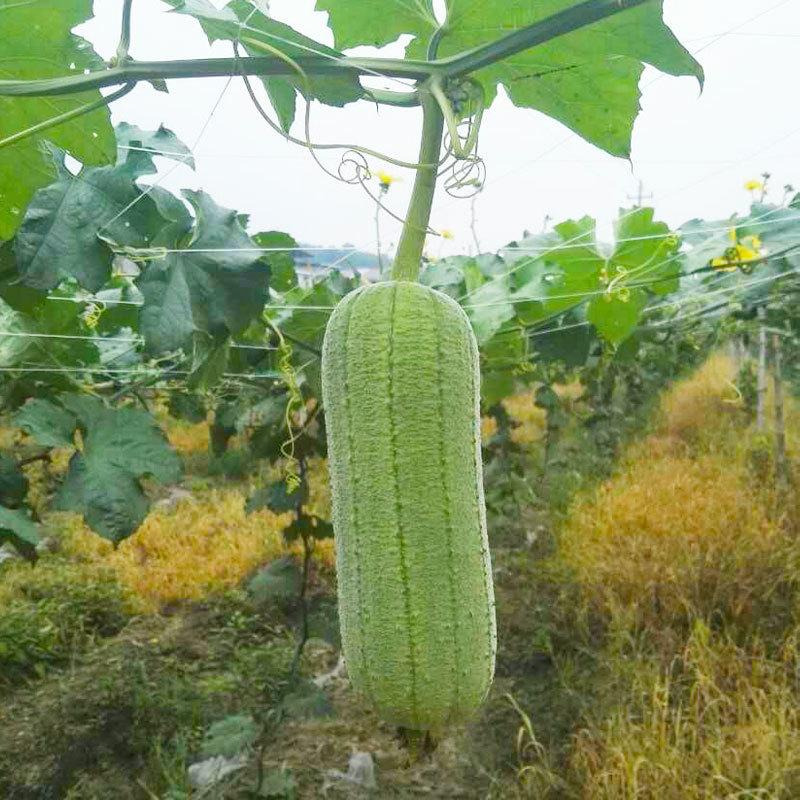 Smooth loofah seeds - 30 seeds - 2025 Plant smooth medium wide sponge open pollinated cucumber loofah Bitter Gourd Asia Grow your own family farm yard