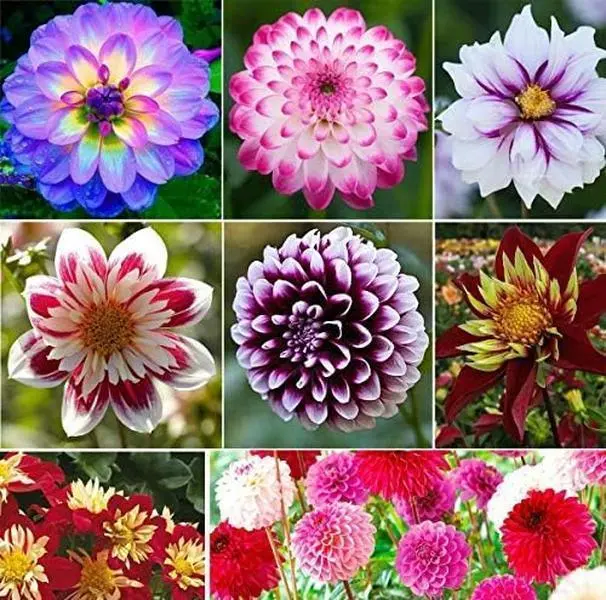200+ Rare Mixed Dahlia Pompon (Variabilis) Flower Seeds Bulk Pack, Non-GMO Annual Bulk Flower Seeds for Garden, Potted Displays, Flower Seed Pack