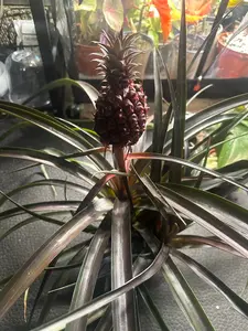 Pineapple plant (Pink)
