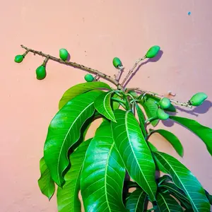 - Tropical Plantae - Grafted mango palmer 3-4’ feet takl