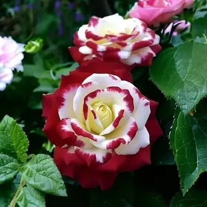 Rare Rpecies Rose Flower Seeds 300 Pcs - High Germination, Low Maintenance, Suitable for Outdoor Gardening