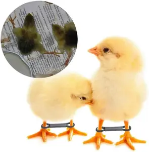 50 Pack Baby Chick Leg Hobbles Hobbling Chicken Hobble Braces for Spraddle Leg Repair of 1 to 3 Days Newly Hatched