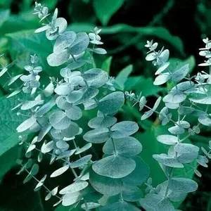 Green River 50 Silver Drop Eucalyptus Seeds – Premium Fragrant Seeds for Gardening, Bouquets & Wreaths – Fast-Growing, Drought-Tolerant Ornamental Plant – Ideal for Flower Beds, Containers & Cottage Garden Decor