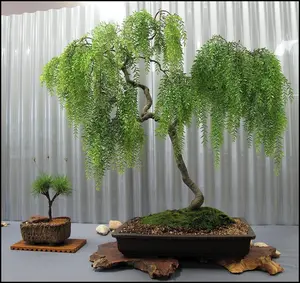 Live Dwarf Australian Weeping Willow Bonsai Tree Cutting - Fast Growing, Indoor/Outdoor Bonsai Material