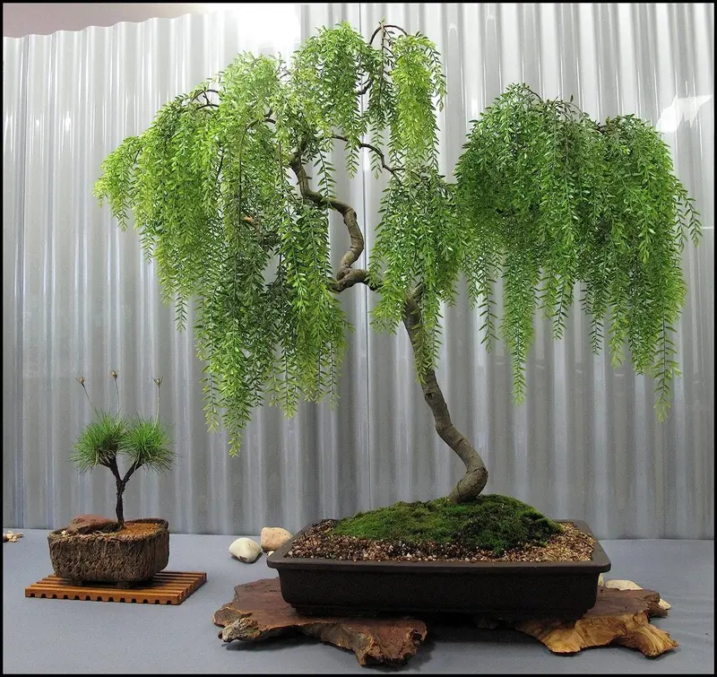 wisteria bonsai tree care - TikTok Shop