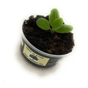 Seeds in a Cup |Macadamia Nut Tree Growing Kit – Grow Your Own Macadamia Nut Tree | Easy Project |Great Gift | Great cfor Classroom Projects