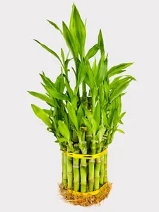 Lucky Bamboo - Dracaena Sanderiana