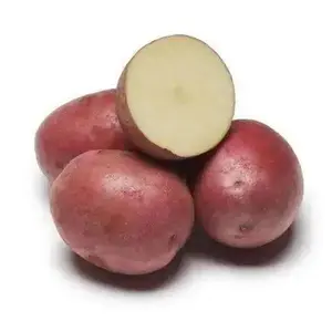 Red Pontiac Potato Seeds - Late Season, Ideal for Potting and Growing