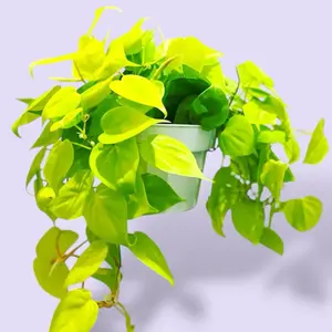 Philodendron Neon Cordatum 6” - House Plant