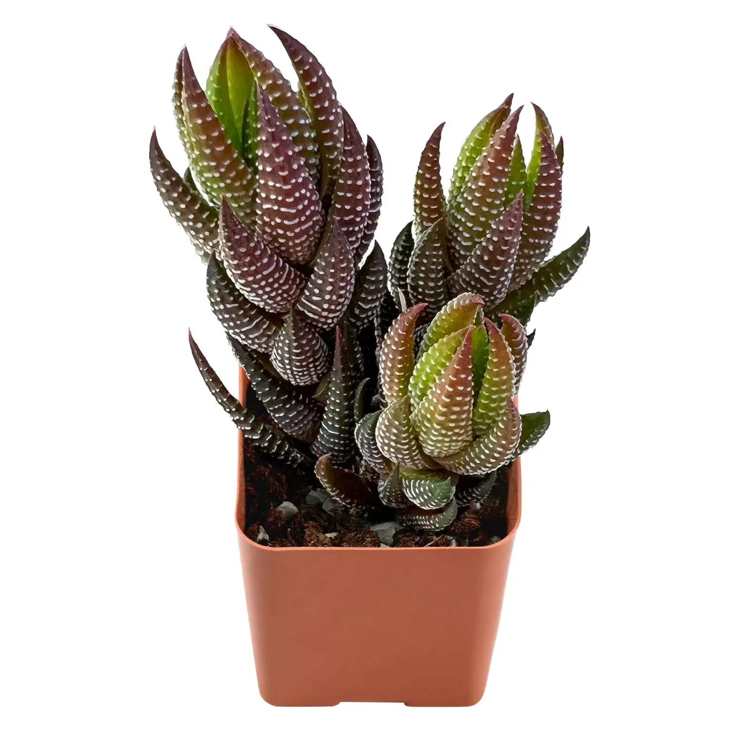 Real Live Succulent Plants Haworthia Succulents, Evergreen, Easy to Care, Difficult to Die, Long Lasting Live Succulent Plant for Indoor Outdoor Office Home Decor, Great Gift Idea for Housewarming