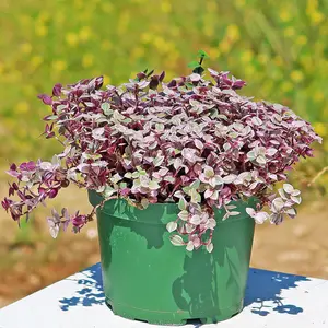 Pink Panther Plant - Tradescantia 'Callisia repens Pink Panther'