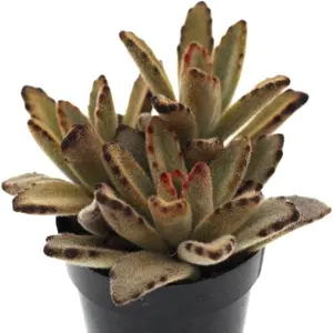 4’Dark panda (chocolate color) Sculpture (4inch)