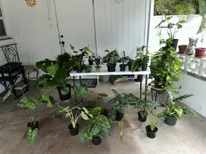 Hilo Beauty Alocasia