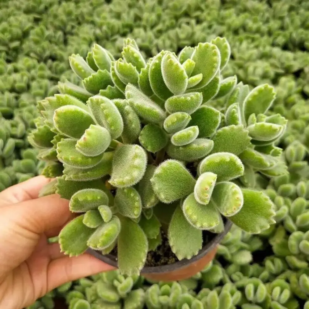 Bear's Paw Succulent - 2-Inch Pot—Super Cute Green Bear, High-Quality, Cold-Hardy Succulent Wholesale—Easy to Care for on the Balcony