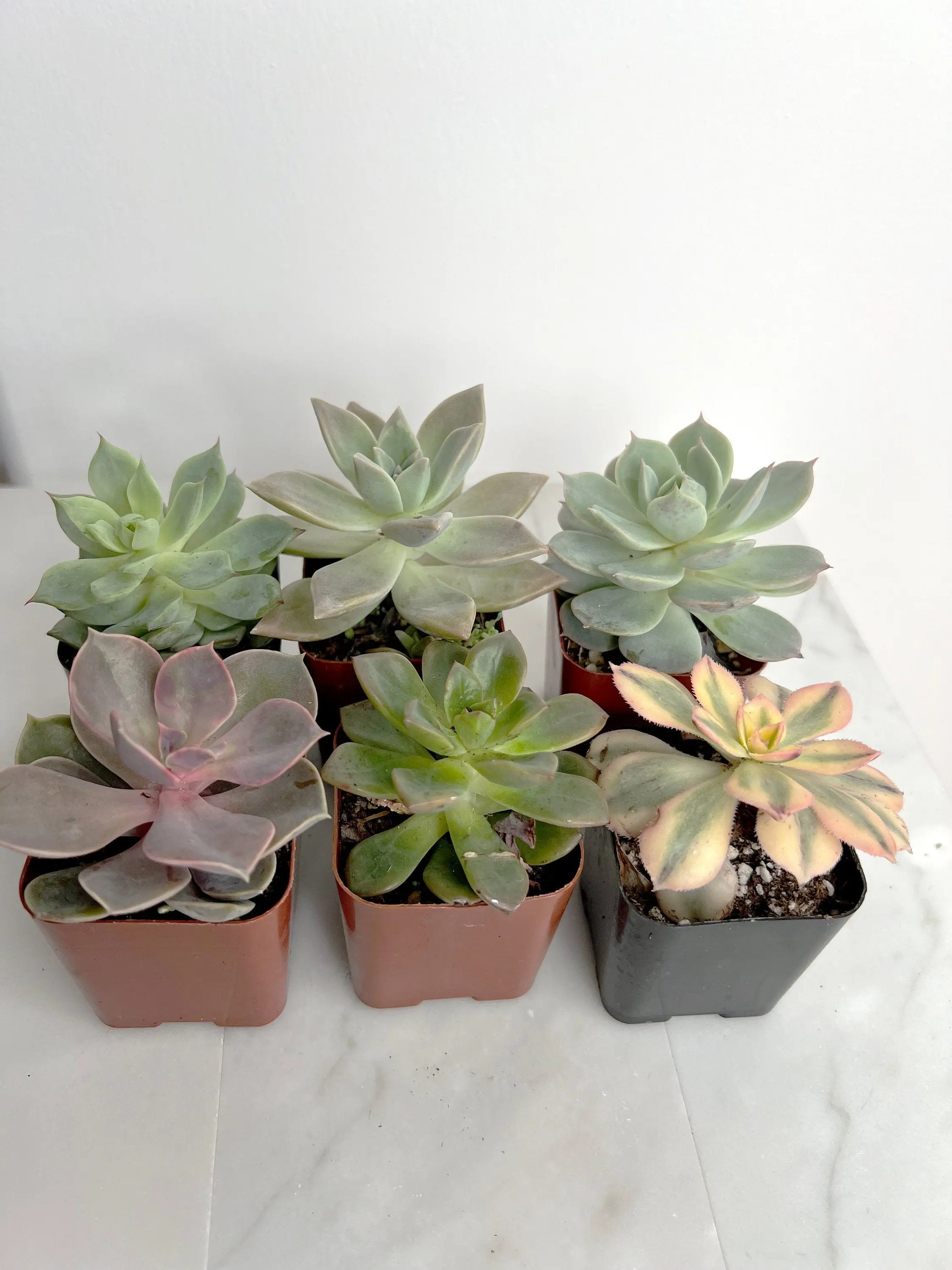 6 Pack Assorted 2" Succulent Variety - Wedding & Party Favors