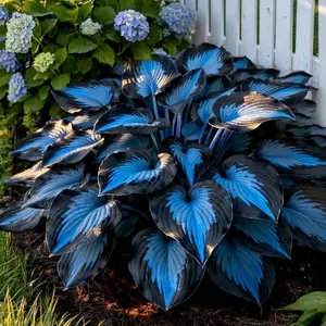 Hosta Seeds Perennial Shade Plant for Garden and Yard Non-GMO USA Made with Instructions for Easy Care and Versatile Growth Ideal for Borders Shaded Gardens or Containers