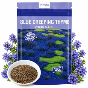 Blue Thyme Seeds 25000PCS Rare Ground Cover Herb Flower Seeds Drought Tolerant Garden Seeds Tomillo Azul