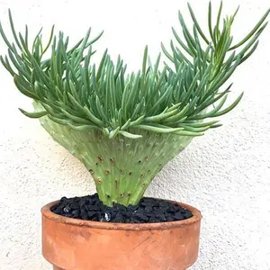 Mermaid Tail crescent