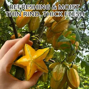 Live Bare Root Grafted Star Fruit Tree, Refreshing Thick Flesh Tropical Garden Sapling