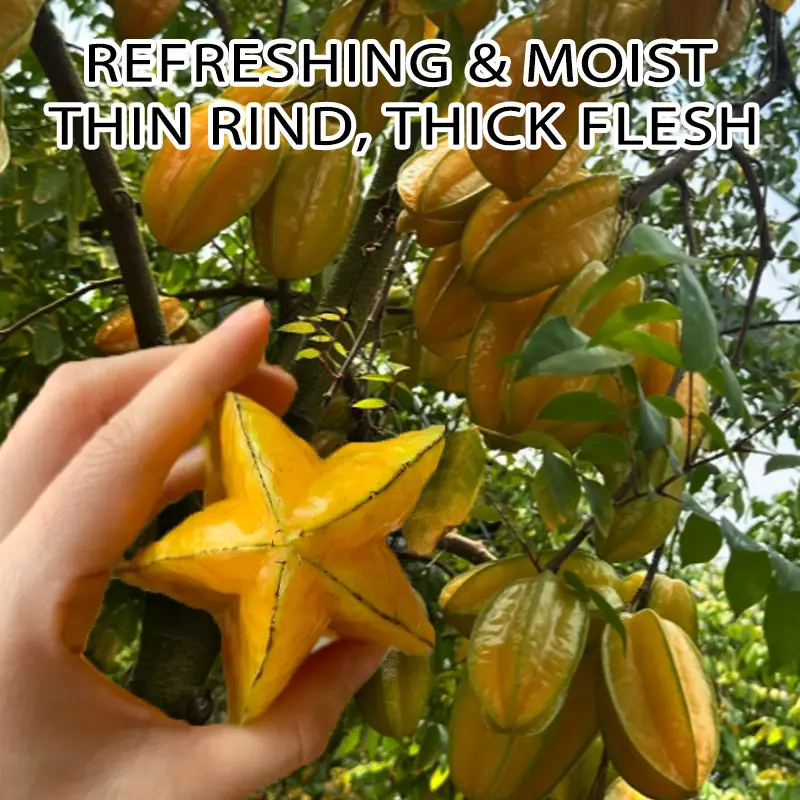 Live Bare Root Grafted Star Fruit Tree, Refreshing Thick Flesh Tropical Garden Sapling