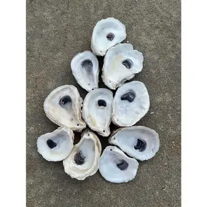 Drilled Oyster Shell Combo (Mixed Cups & Flats – 2–4”)