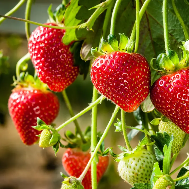 strawberry seed color - TikTok Shop
