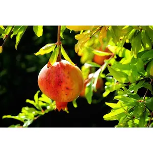 "Greek Red" Hardy Pomegranate "Greek Red" Hardy Pomegranate