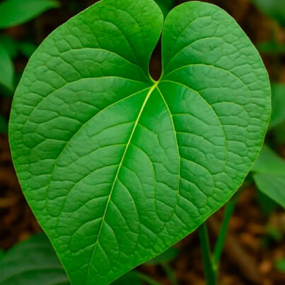 plant planta de hoja santa, mexican sacred pepper also known as root beer plant  plant Organic 4-12” inches pulgadas