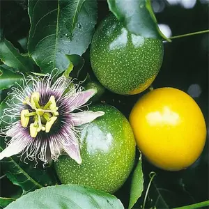 100+ Passion Fruit Seeds – Grow Sweet, Aromatic Tropical Vines in Your Garden