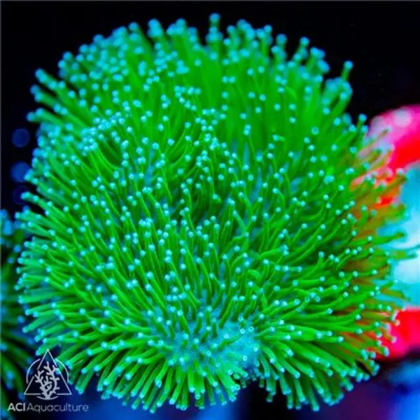 Neon Green Long Polyp Toadstool
