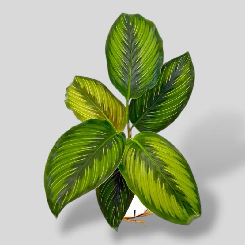 Calathea Beauty Star, 4 Inch Pot, Live Plant