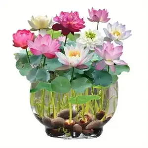 Pre-Sprouted Mixed Color Bonsai Bowl Lotus - Ready to Plant, Perfect for Indoor & Outdoor Aquatic Gardens, includes Planting Guide, Easy Growth with Minimal Care
