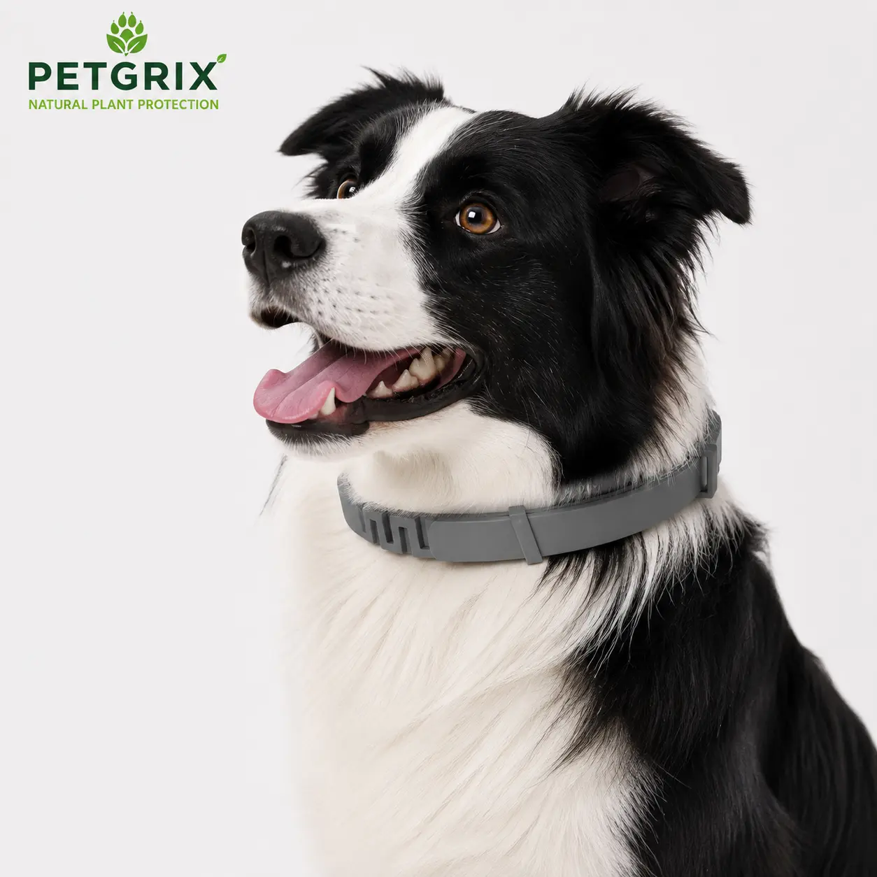 Petgrix Adjustable Scented Dog Collar, Long-Lasting Fresh Scent Comfortable Lightweight Collar for Dogs, All Breeds, Daily Walks & Outdoor Use