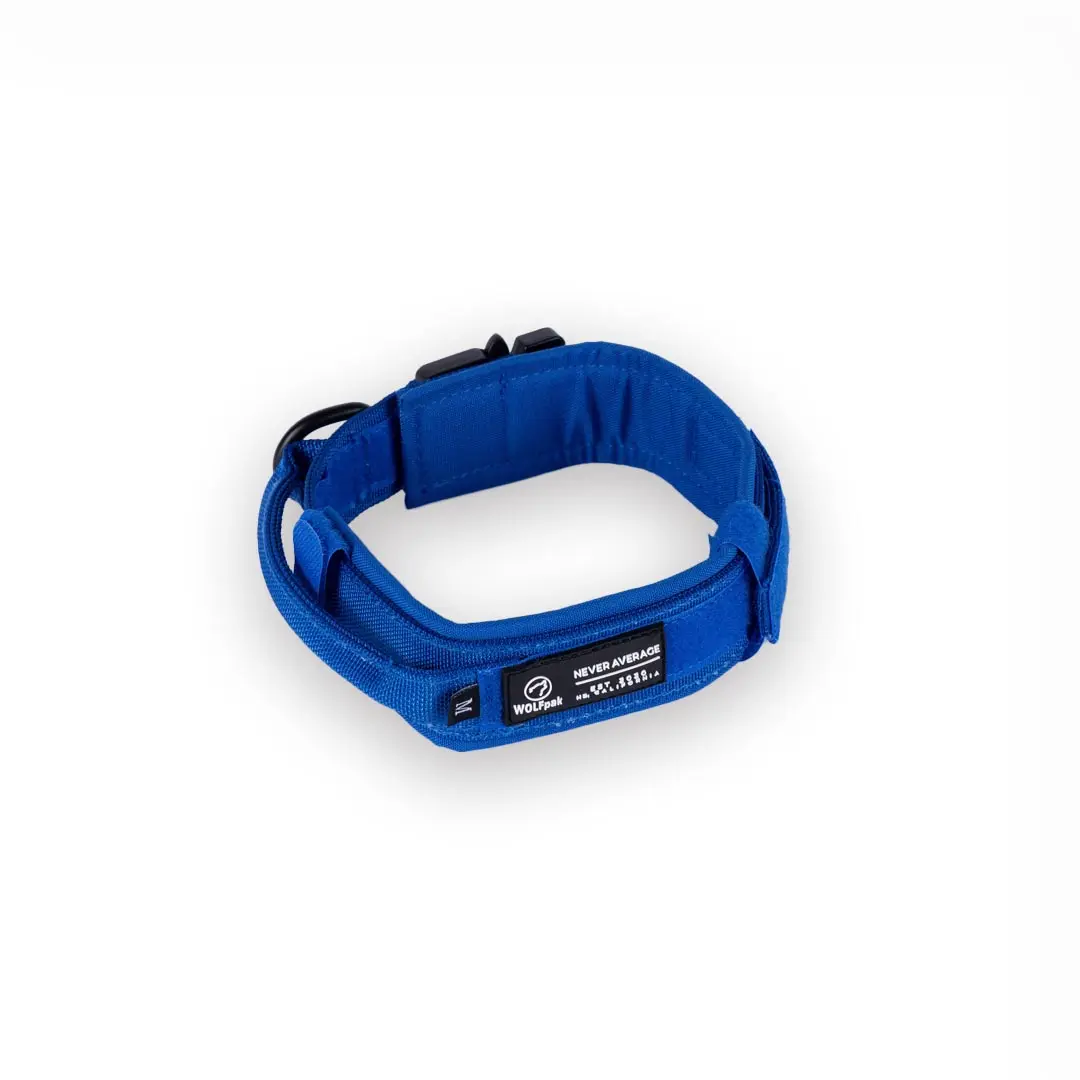 Tactical Nylon Dog Collar Blue