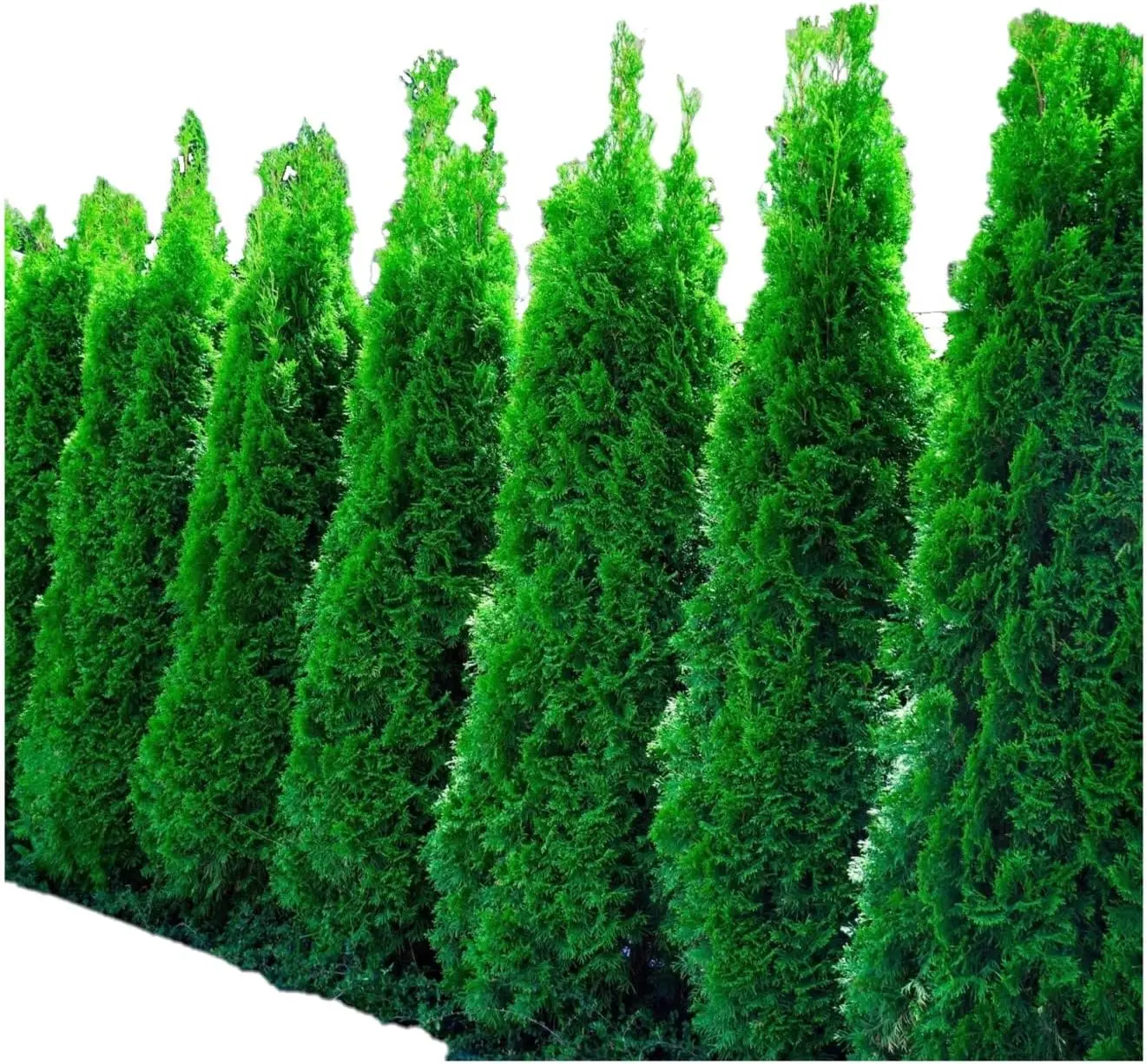 Two Pack of Green Giant Arborvitae - Fast Growing Evergreen Trees - 2 Live Plants Shipped 2 Feet Tall by DAS Farms