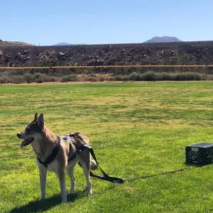 Adjustable Nylon Dog Harness, 1 Count Durable and Explosion-proof Design Dog Pulling Harness, Walking Harness, Pet Supplies