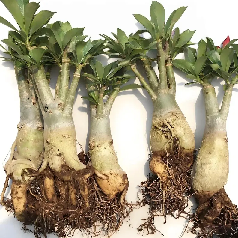 Thick Caudex Desert Rose Bare Root Live Plants, Easy Care Adenium Succulent Bonsai Tree Seedlings, Multi-Color Blooms for Home Garden Landscape Decoration