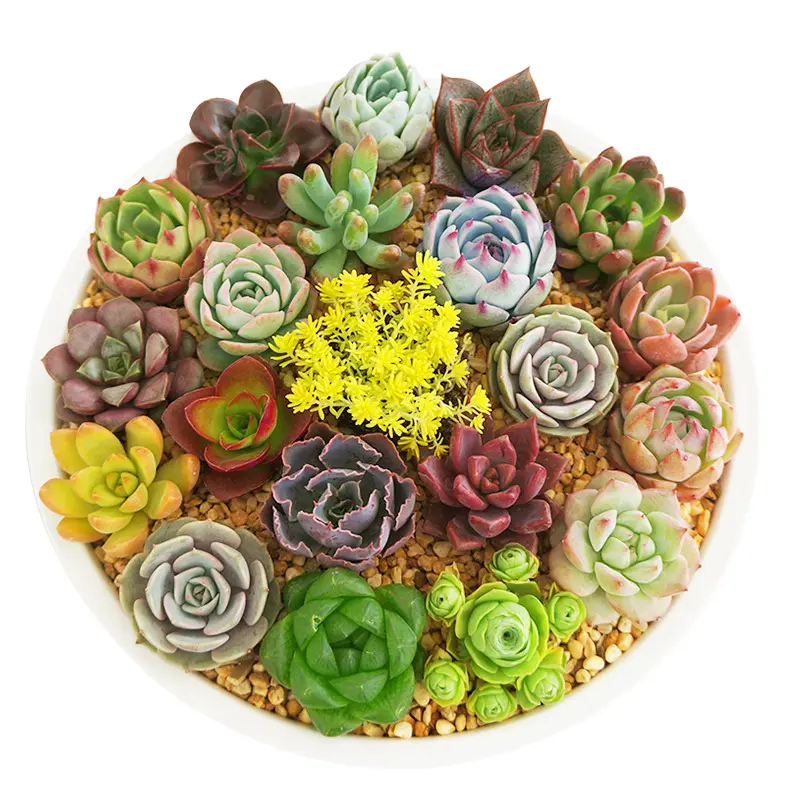 Live Succulent Arrangement - Vibrant Mixed Rooted Plants, Low Care, Partial Shade-Tolerant, Beginner-Friendly Desktop Decor, Gift Ready for Housewarming Parties, Decorating My Apartment, Shockproof Box-Included for Busy Homeowners