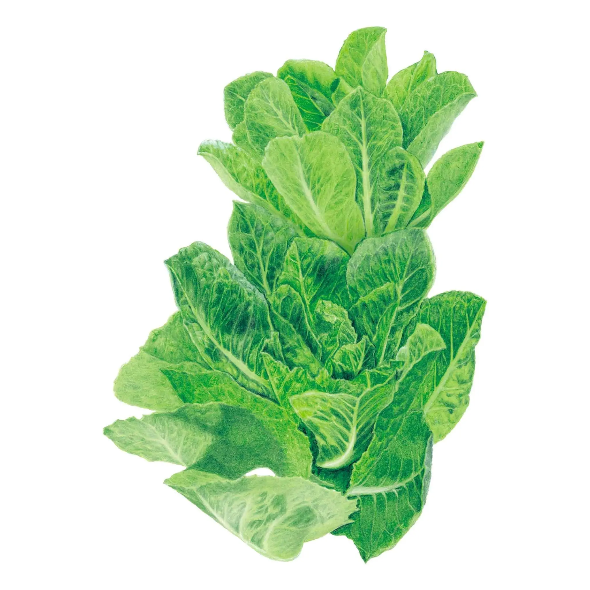 Parris Island Cos Romaine Lettuce Garden Seeds, Mosaic Virus-Tolerant Home Planting Seeds for Kitchen Use, Grow Your Own Lettuce Wraps Supplies for Home Garden