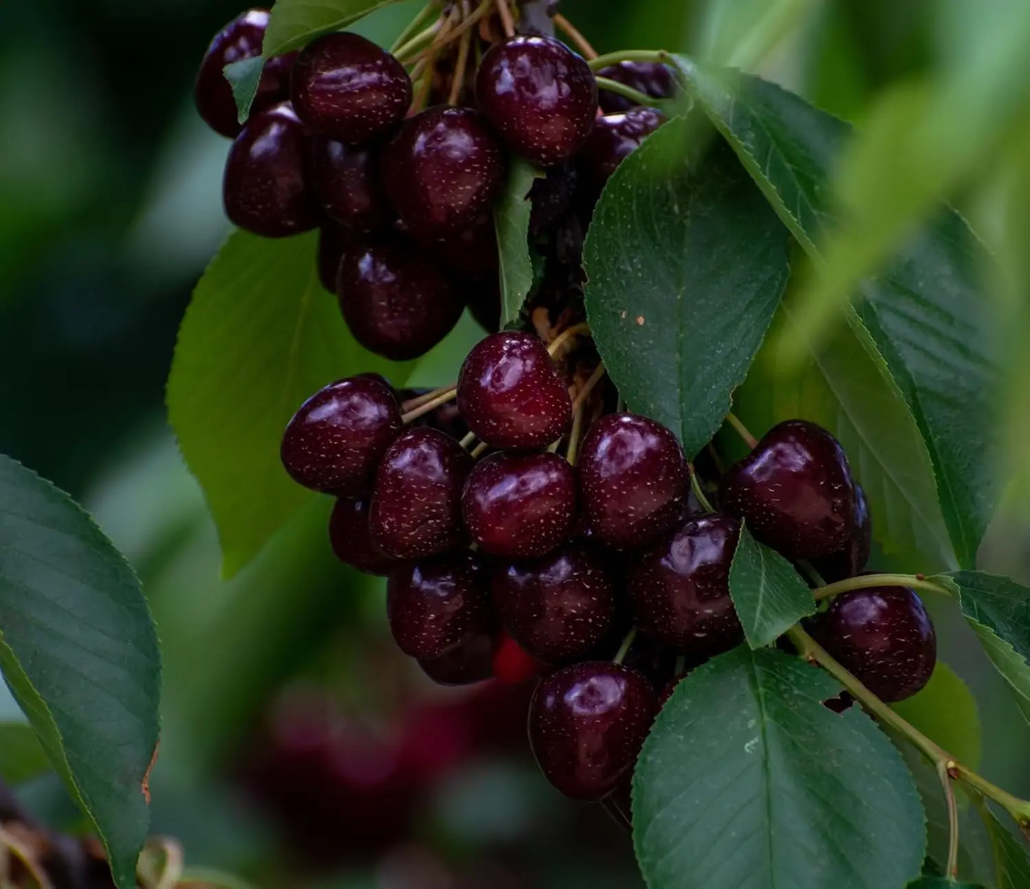 3 Dwarf Black Cherry Tree Seedlings – Live Fruit Trees for Planting | Hardy Prunus serotina | Easy to Grow Backyard Orchard Trees