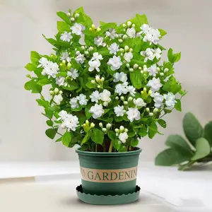 Mixed Jasmine Seeds (about 50 seeds) - Suitable for beginners to grow, with a strong aroma that can be used for both ornamental and fragrance purposes  996qs
