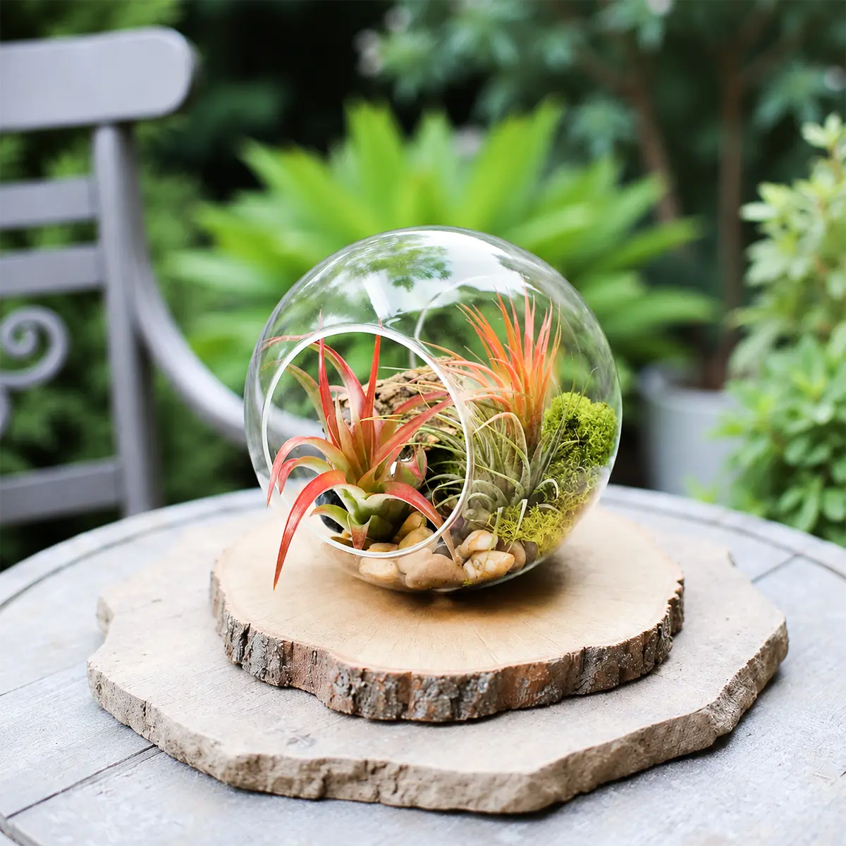 DIY Large Globe Air Plant Terrarium Kit