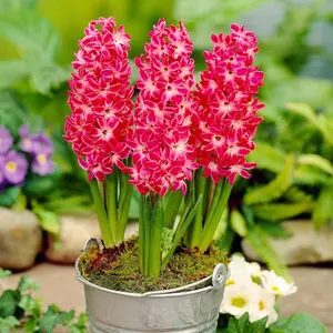 Hyacinth Seeds Mixed Colors, Common Garden Dutch Hyacinth, Hyacinthus Orientalis - Showy Exotic Perennial Fragrant Flower - Low Maintain
