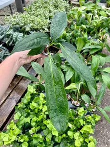4" Anthurium Big Bill Plant ~ Bright Indirect Light ~ Drought Tolerant