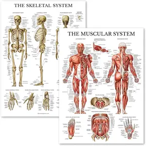 Laminated Muscular & Skeletal System Anatomical Poster Set - 2-Chart Set (Human Skeleton, Muscle Anatomy) - 18"x24", Classroom Decoration for Educational Supplies