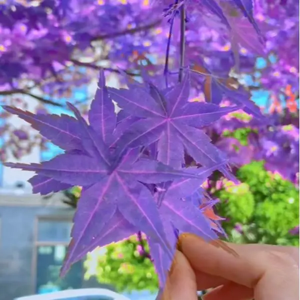 Ghost Purple Maple,Acer Palmatum,Japanese Maple Tree 100 Seeds Rare Color Tree Hardy Deciduous Shrub Striking Landscaping Plant Decor Garden,rought &