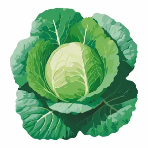 Green Express Cabbage