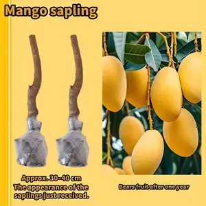 Live Mango Tree Seedling – Sweet Tropical Fruit Plant for Backyard Garden
