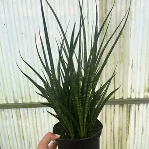 6” Sansevieria Fernwood 6” Sansevieria Fernwood