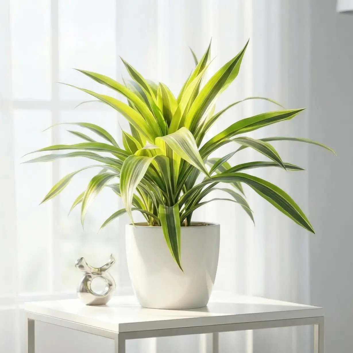Dracaena 'Lemon Lime'